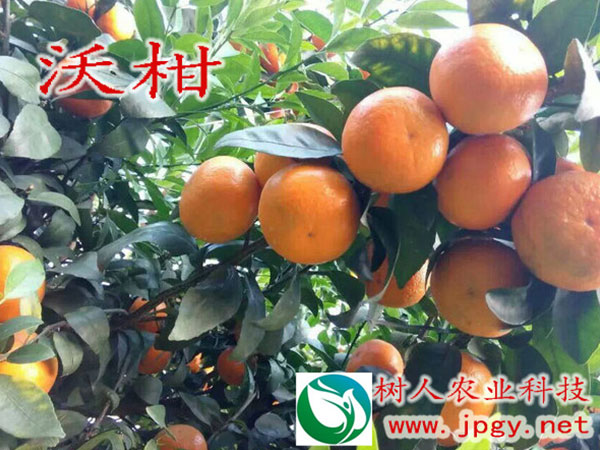 发挥龙头企业带动作用