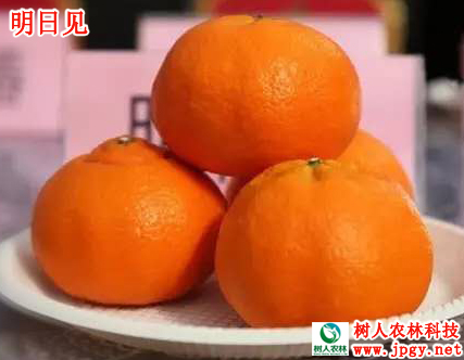 明日见