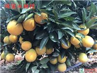 锦蜜冰糖橙 