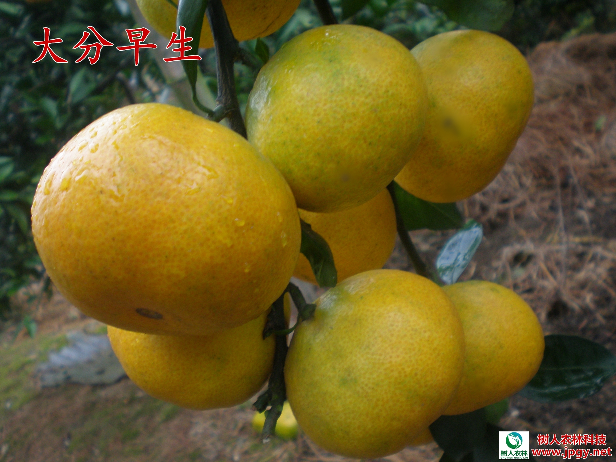 大分早生