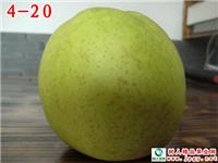 4-20（初夏绿）
