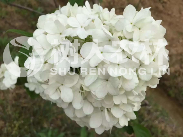 石板滩基地珍稀花卉一角