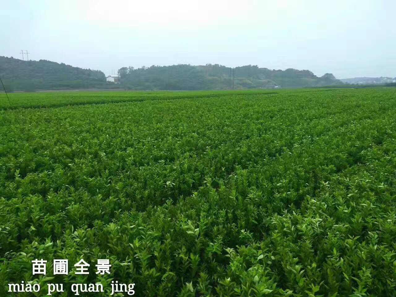 关于近期网络恶意诽谤我公司的严正声明
