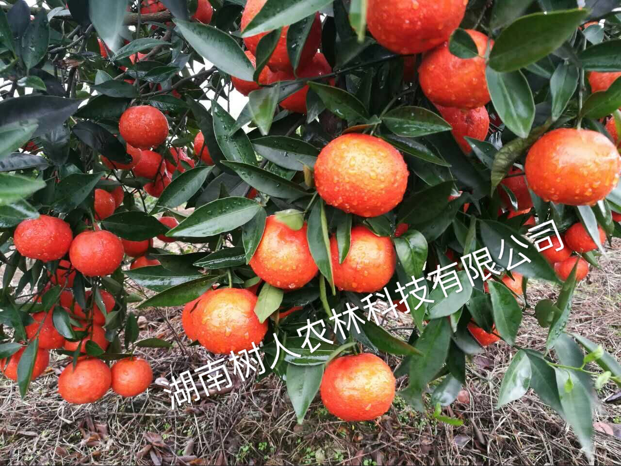 关于广西永福县韦昌裕伪造合同盗用我公司世纪红名义扩散假苗、病毒苗的违法行径的紧急声明