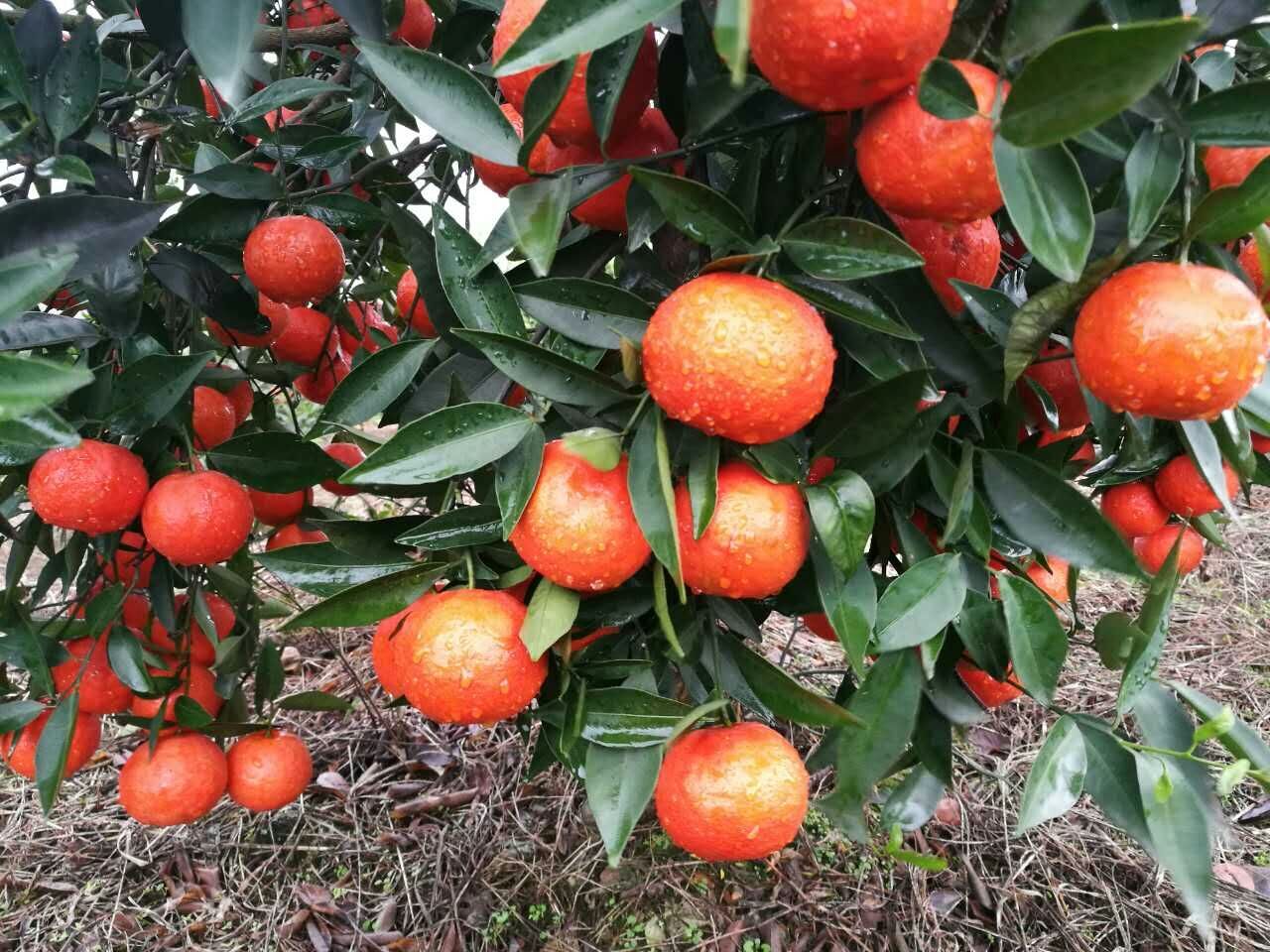 一个橘子抵一个苹果 今年橘子有点贵