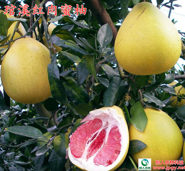 琯溪红肉蜜柚