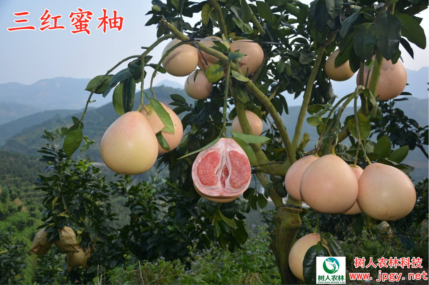 三红蜜柚 三红蜜柚