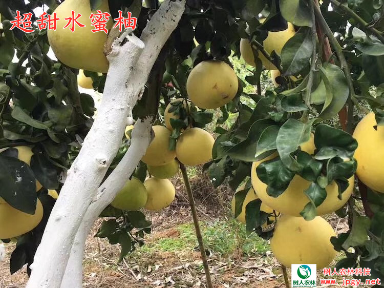 超甜水蜜柚