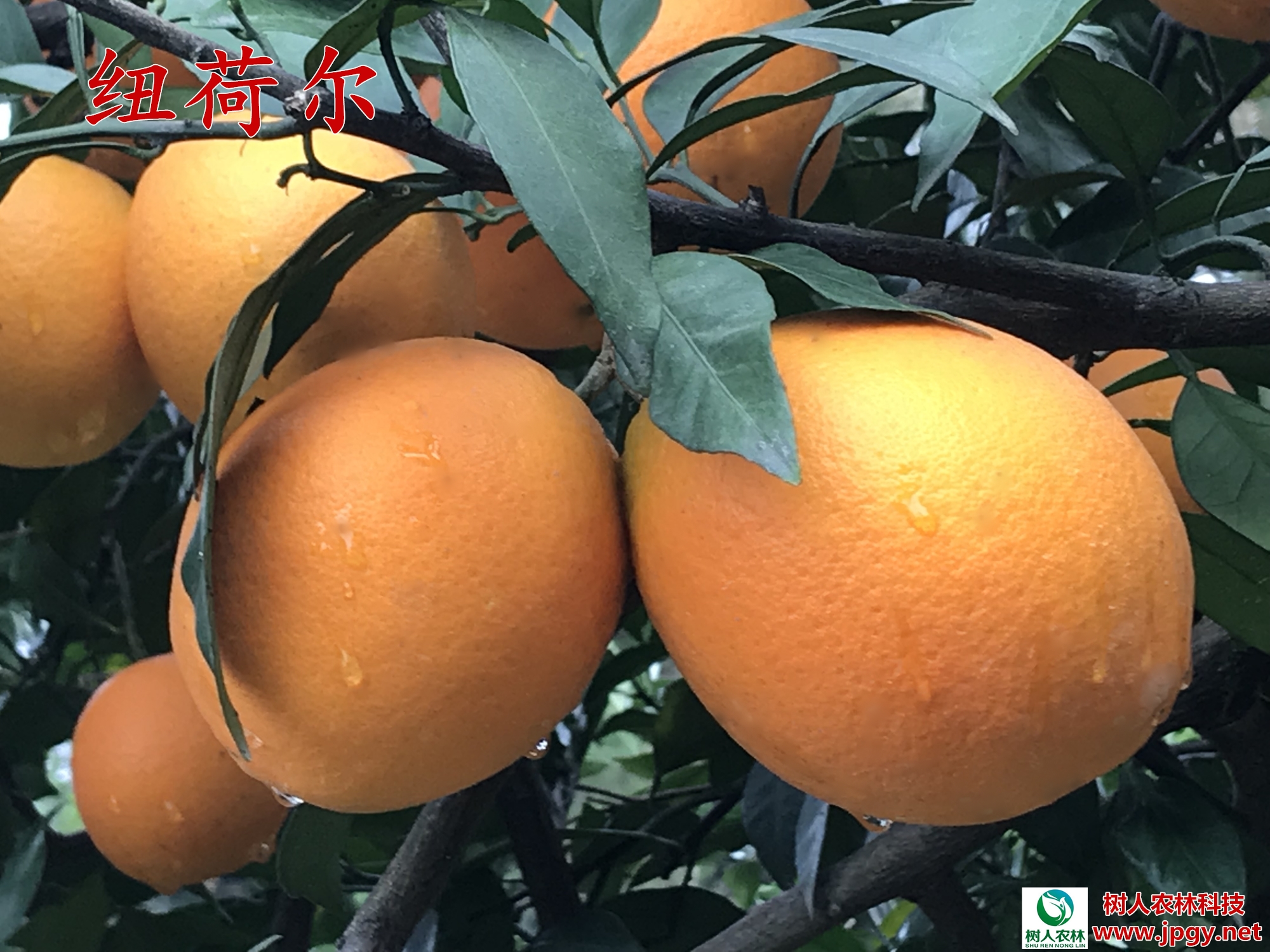 纽荷尔新系