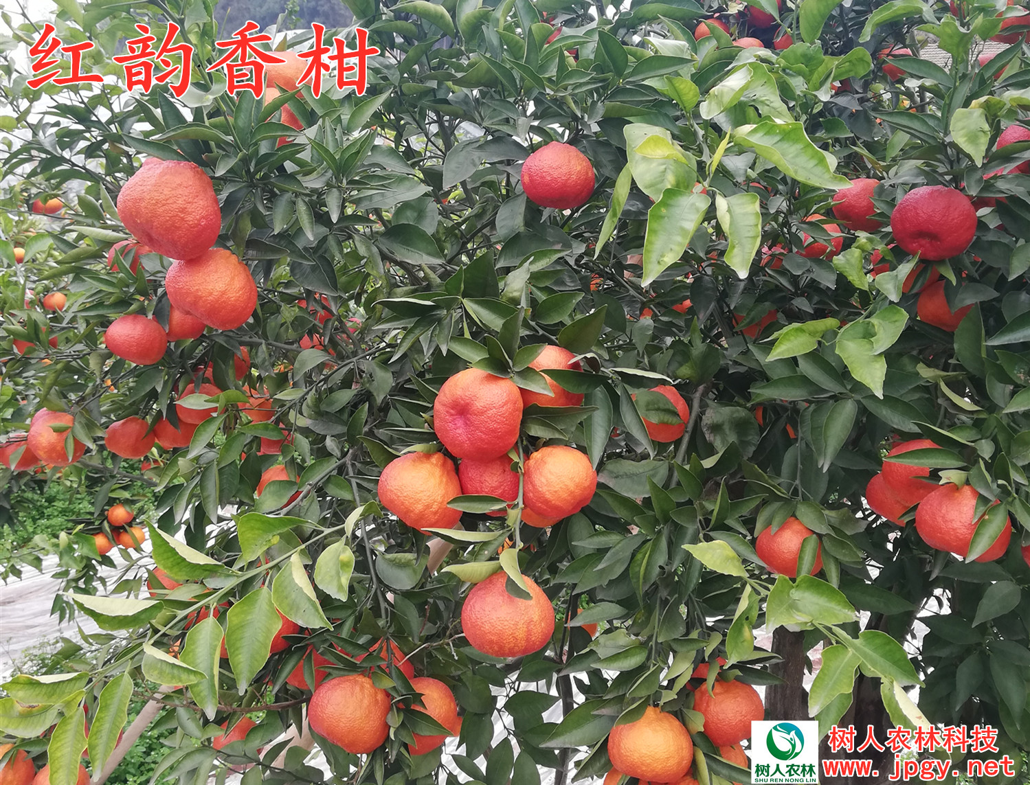 红韵香柑
