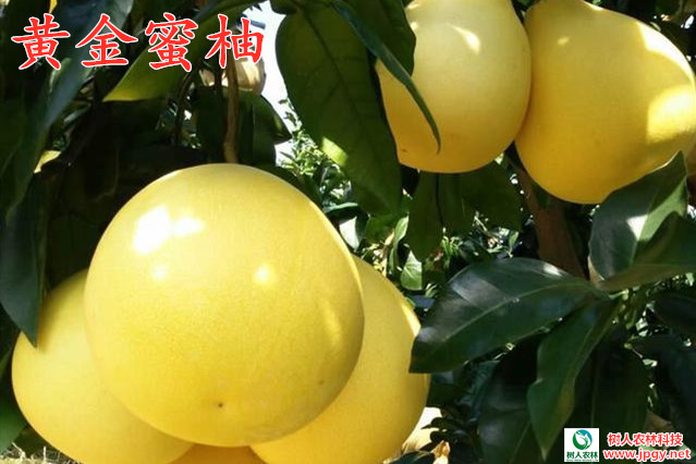 黄金蜜柚 黄金蜜柚