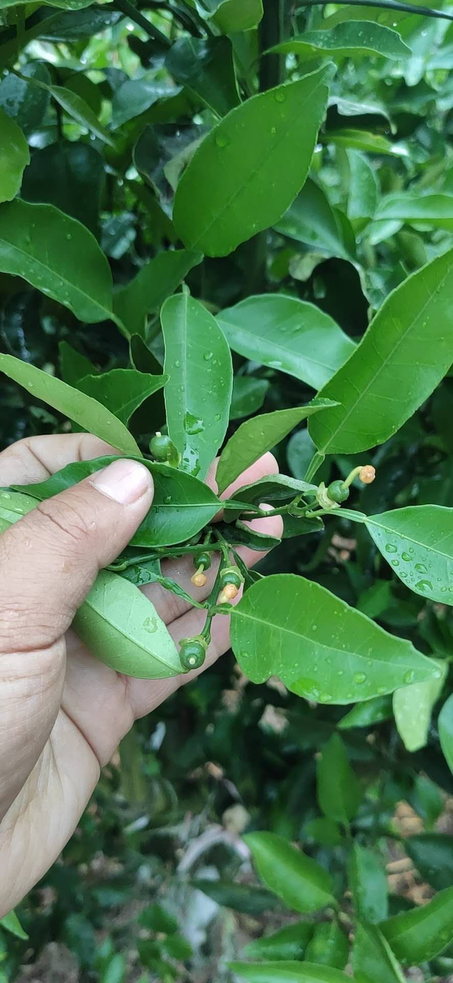 柑橘5月核心管理技术