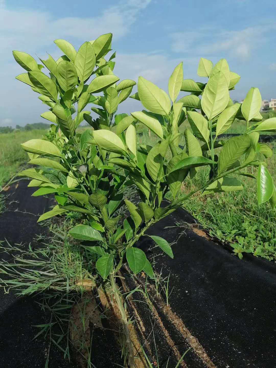 柑橘幼树管理要点
