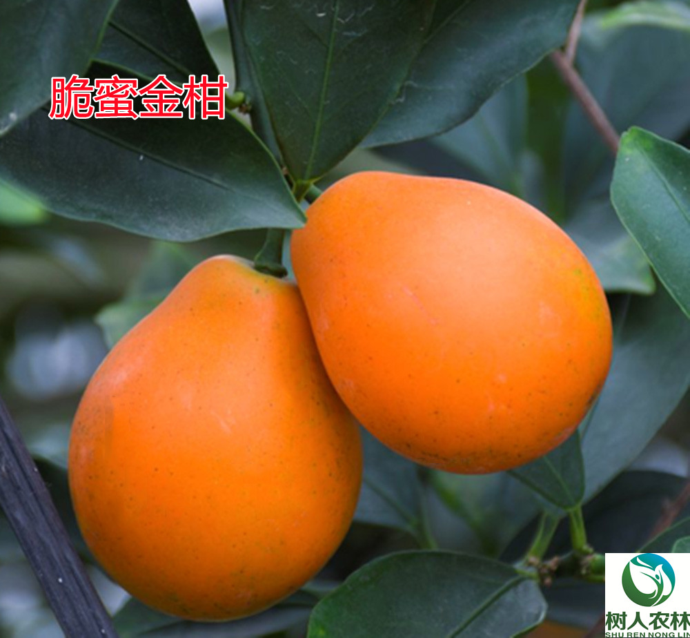 脆蜜金柑
