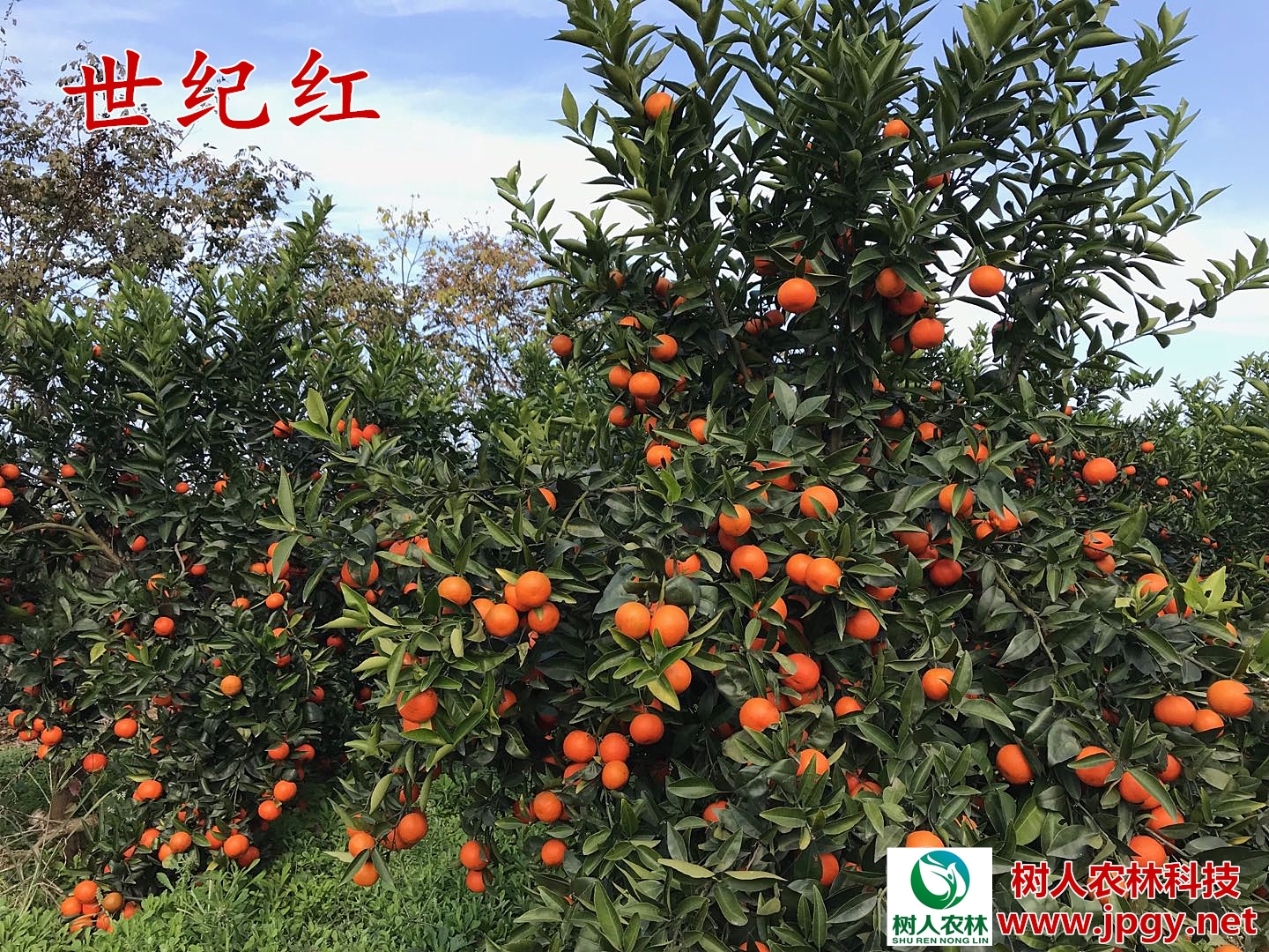 湖南树人农林科技有限公司,湖南柑橘品种销售,中国果树网,常绿果树类哪里好 湖南树人农林科技有限公司,湖南柑橘品种销售,中国果树网,常绿果树类哪里好