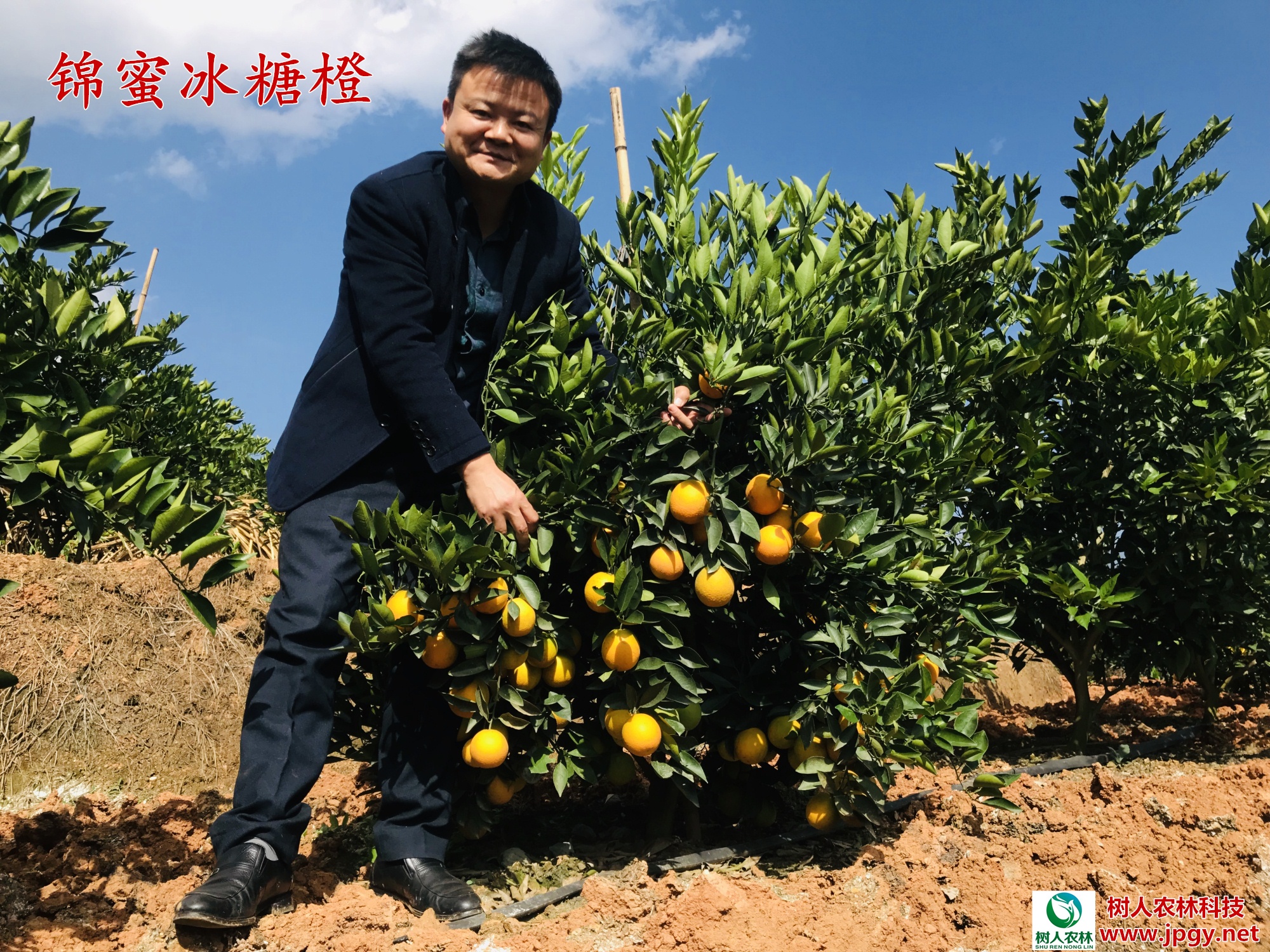 湖南树人农林科技有限公司,湖南柑橘品种销售,中国果树网,常绿果树类哪里好 湖南树人农林科技有限公司,湖南柑橘品种销售,中国果树网,常绿果树类哪里好