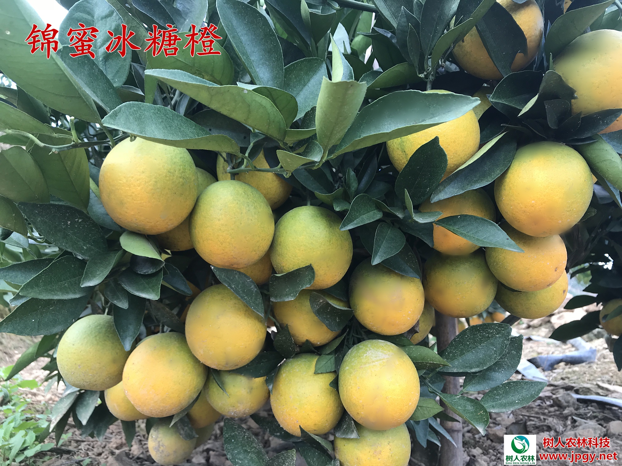 湖南树人农林科技有限公司,湖南柑橘品种销售,中国果树网,常绿果树类哪里好 湖南树人农林科技有限公司,湖南柑橘品种销售,中国果树网,常绿果树类哪里好