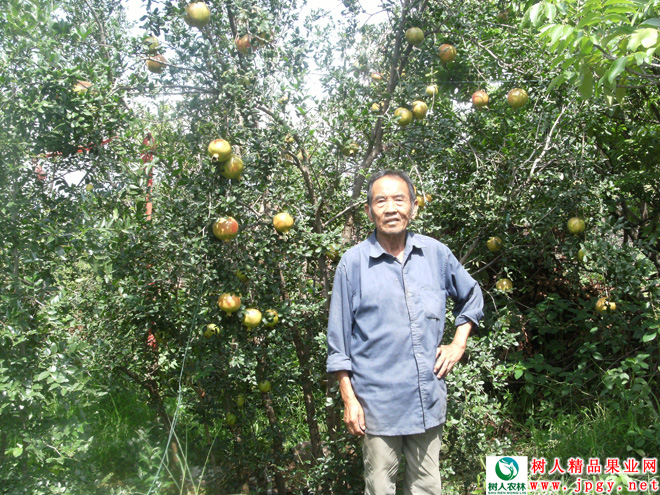 湖南树人农林科技有限公司,湖南柑橘品种销售,中国果树网,常绿果树类哪里好