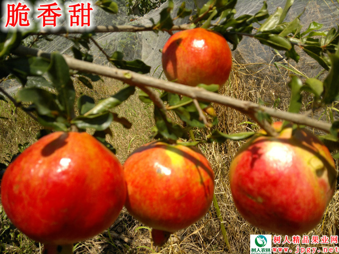 湖南树人农林科技有限公司,湖南柑橘品种销售,中国果树网,常绿果树类哪里好 湖南树人农林科技有限公司,湖南柑橘品种销售,中国果树网,常绿果树类哪里好