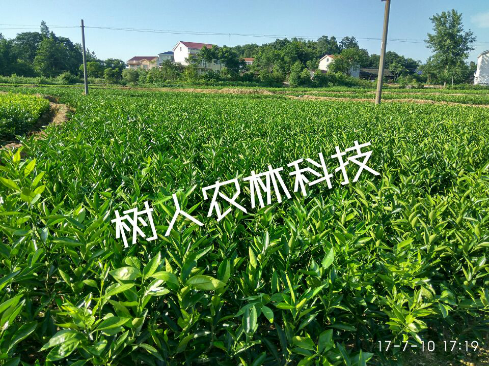 湖南树人农林科技有限公司,湖南柑橘品种销售,中国果树网,常绿果树类哪里好