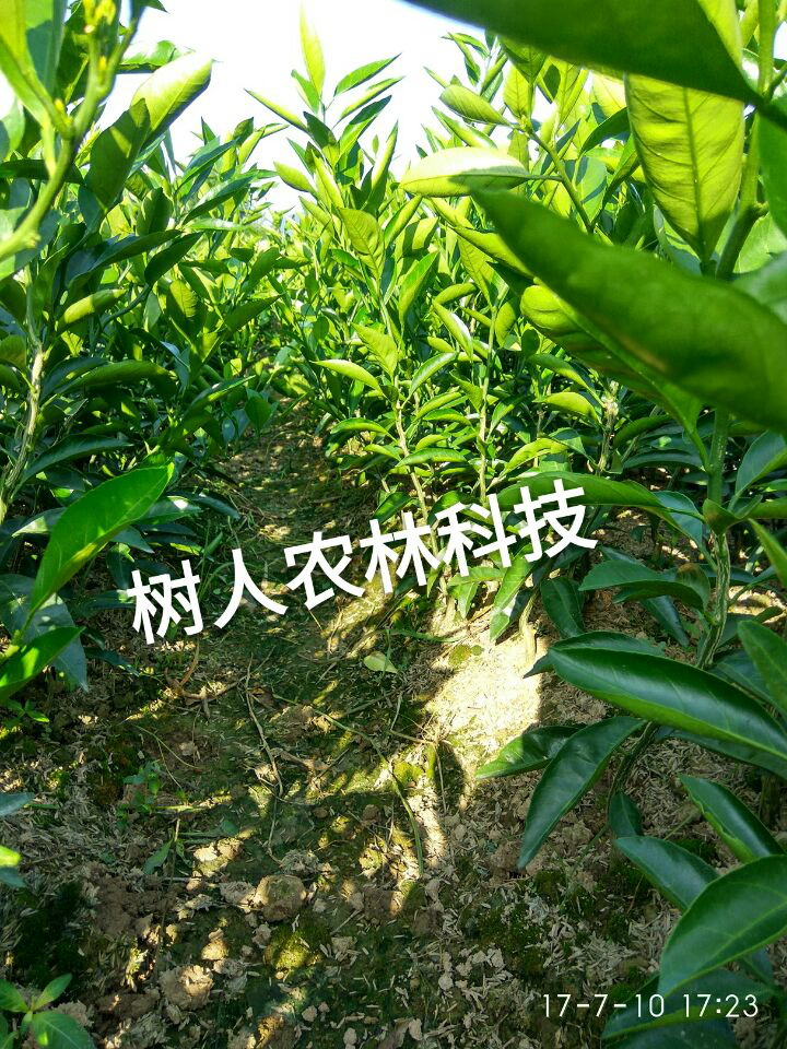 湖南树人农林科技有限公司,湖南柑橘品种销售,中国果树网,常绿果树类哪里好
