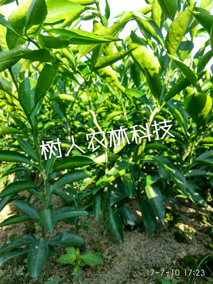 湖南树人农林科技有限公司,湖南柑橘品种销售,中国果树网,常绿果树类哪里好