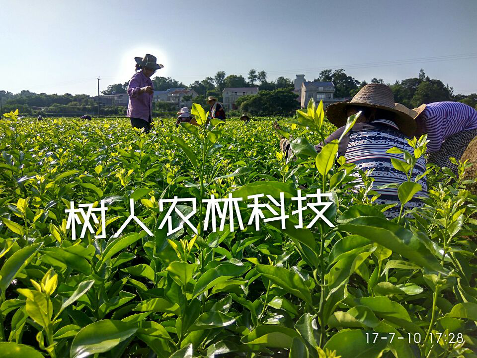 湖南树人农林科技有限公司,湖南柑橘品种销售,中国果树网,常绿果树类哪里好