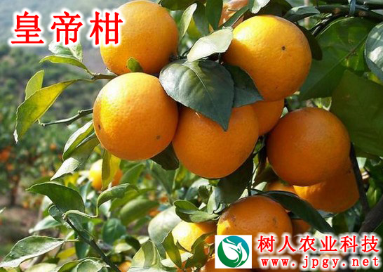 特种栽培技术 特种栽培技术