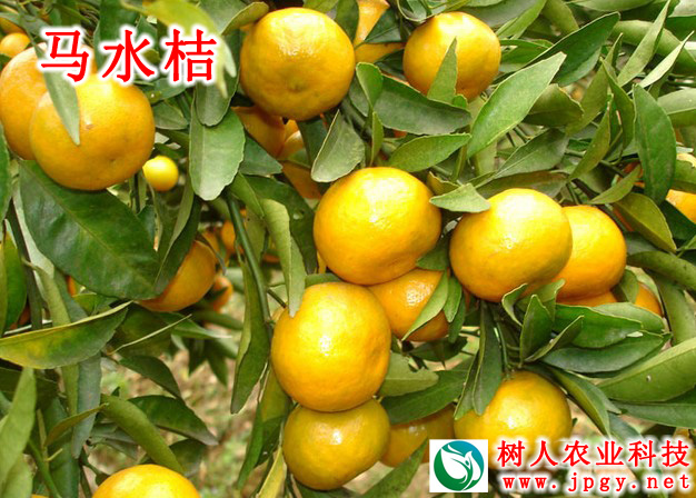 特种栽培技术 特种栽培技术