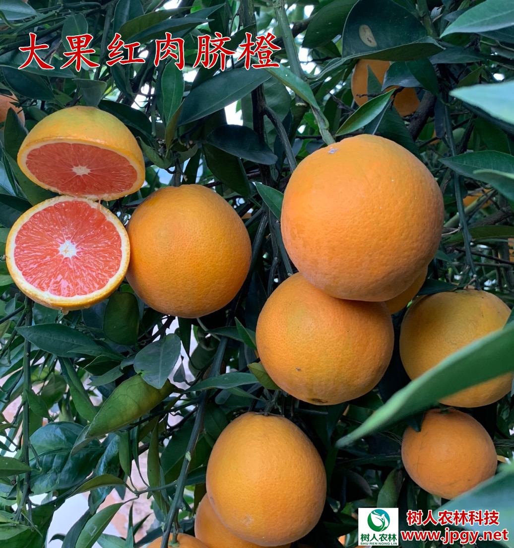 湖南树人农林科技有限公司,湖南柑橘品种销售,中国果树网,常绿果树类哪里好