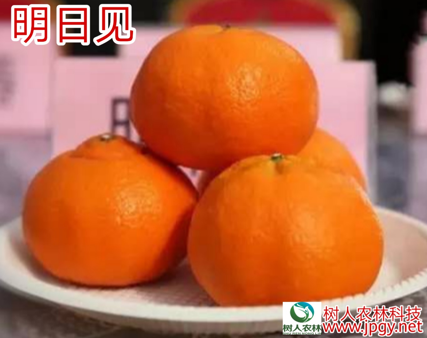 湖南树人农林科技有限公司,湖南柑橘品种销售,中国果树网,常绿果树类哪里好