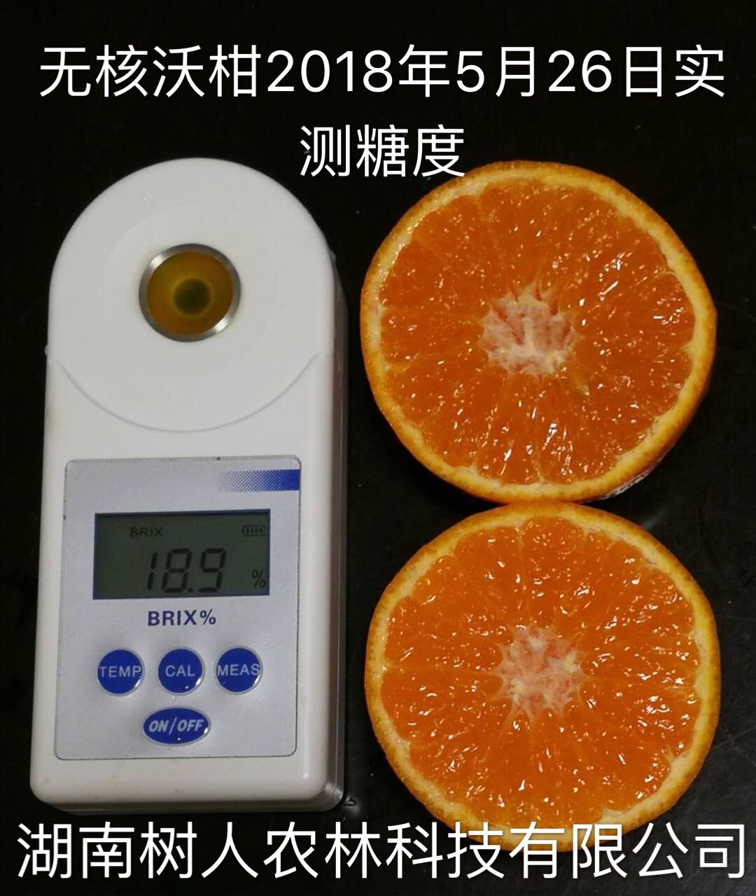 湖南树人农林科技有限公司,湖南柑橘品种销售,中国果树网,常绿果树类哪里好