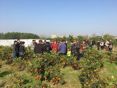 湖南树人农林科技有限公司,湖南柑橘品种销售,中国果树网,常绿果树类哪里好
