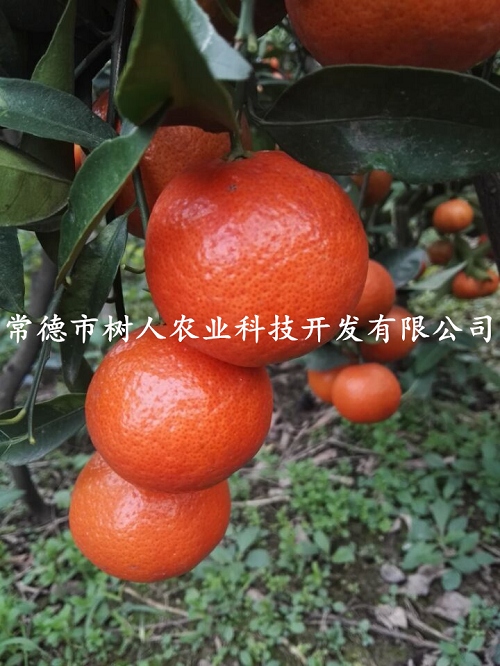 湖南树人农林科技有限公司,湖南柑橘品种销售,中国果树网,常绿果树类哪里好