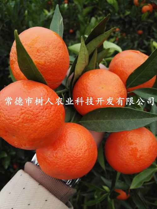 湖南树人农林科技有限公司,湖南柑橘品种销售,中国果树网,常绿果树类哪里好