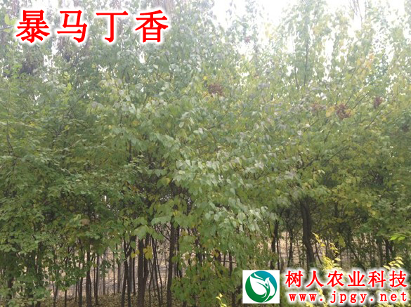 湖南树人农林科技有限公司,湖南柑橘品种销售,中国果树网,常绿果树类哪里好