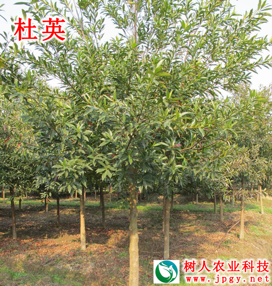 湖南树人农林科技有限公司,湖南柑橘品种销售,中国果树网,常绿果树类哪里好
