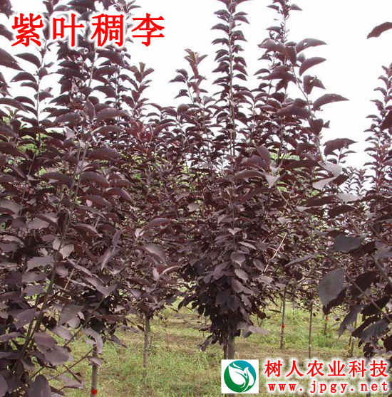 湖南树人农林科技有限公司,湖南柑橘品种销售,中国果树网,常绿果树类哪里好