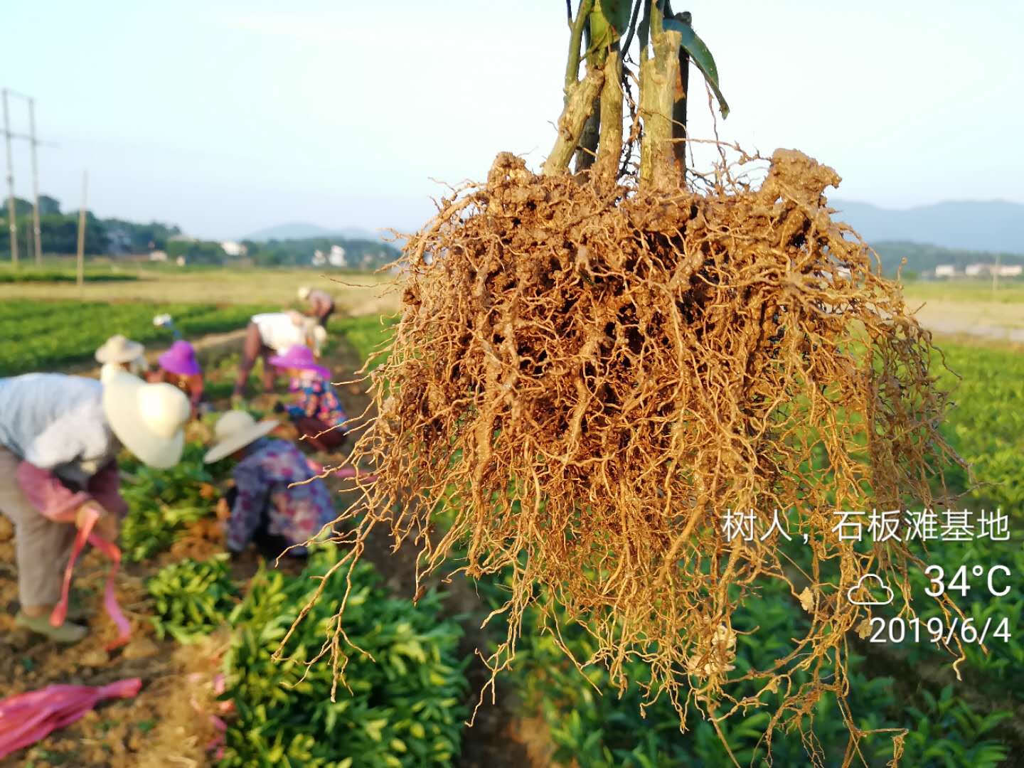 湖南树人农林科技有限公司,湖南柑橘品种销售,中国果树网,常绿果树类哪里好