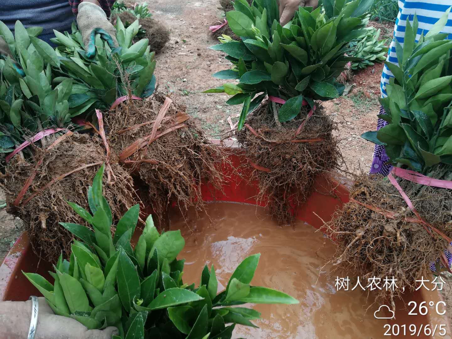 湖南树人农林科技有限公司,湖南柑橘品种销售,中国果树网,常绿果树类哪里好