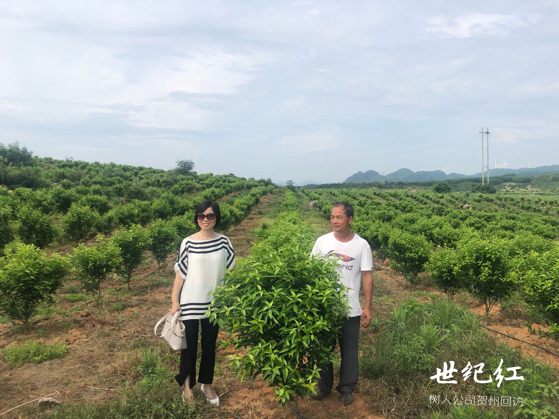湖南树人农林科技有限公司,湖南柑橘品种销售,中国果树网,常绿果树类哪里好