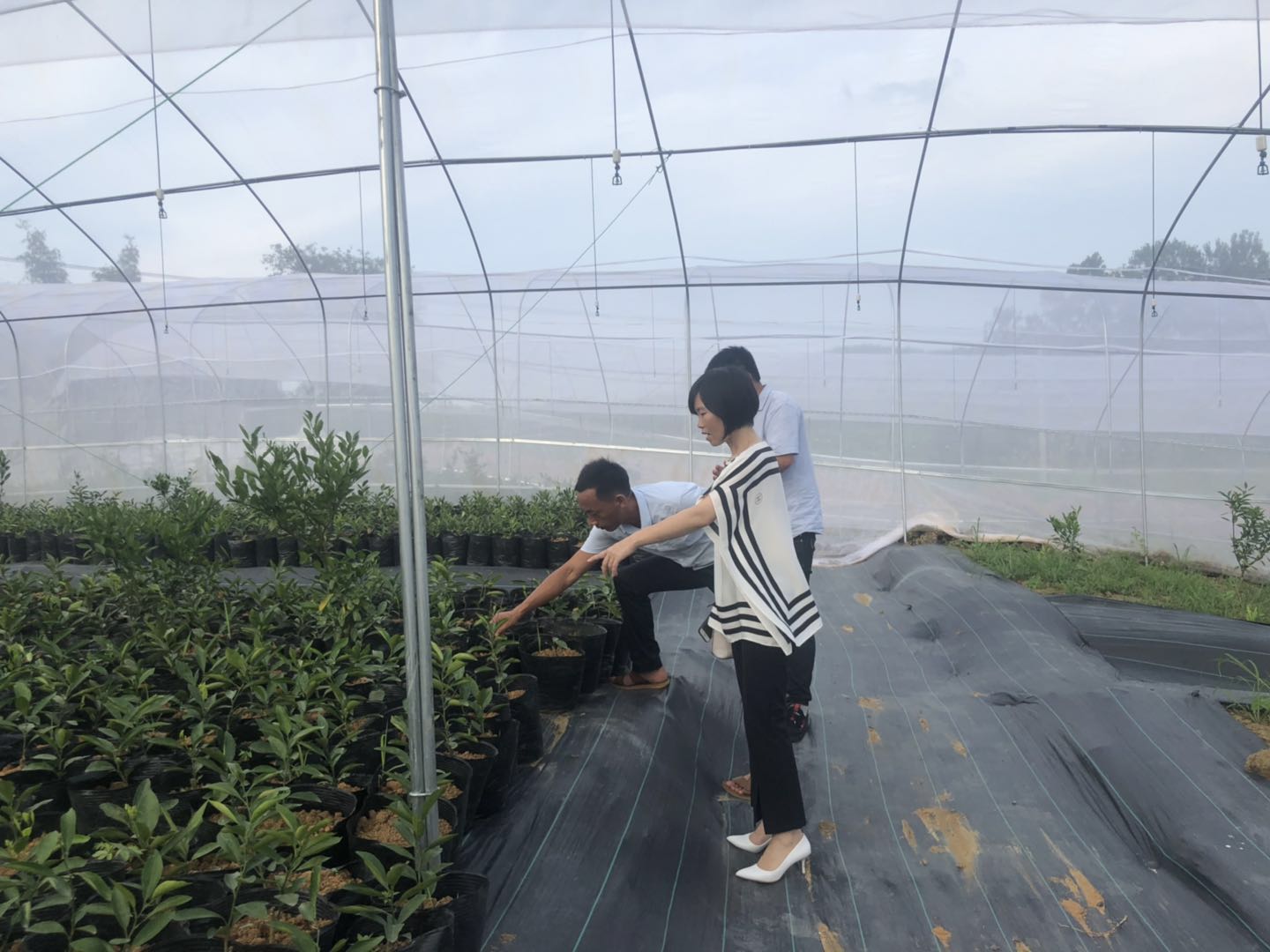 湖南树人农林科技有限公司,湖南柑橘品种销售,中国果树网,常绿果树类哪里好