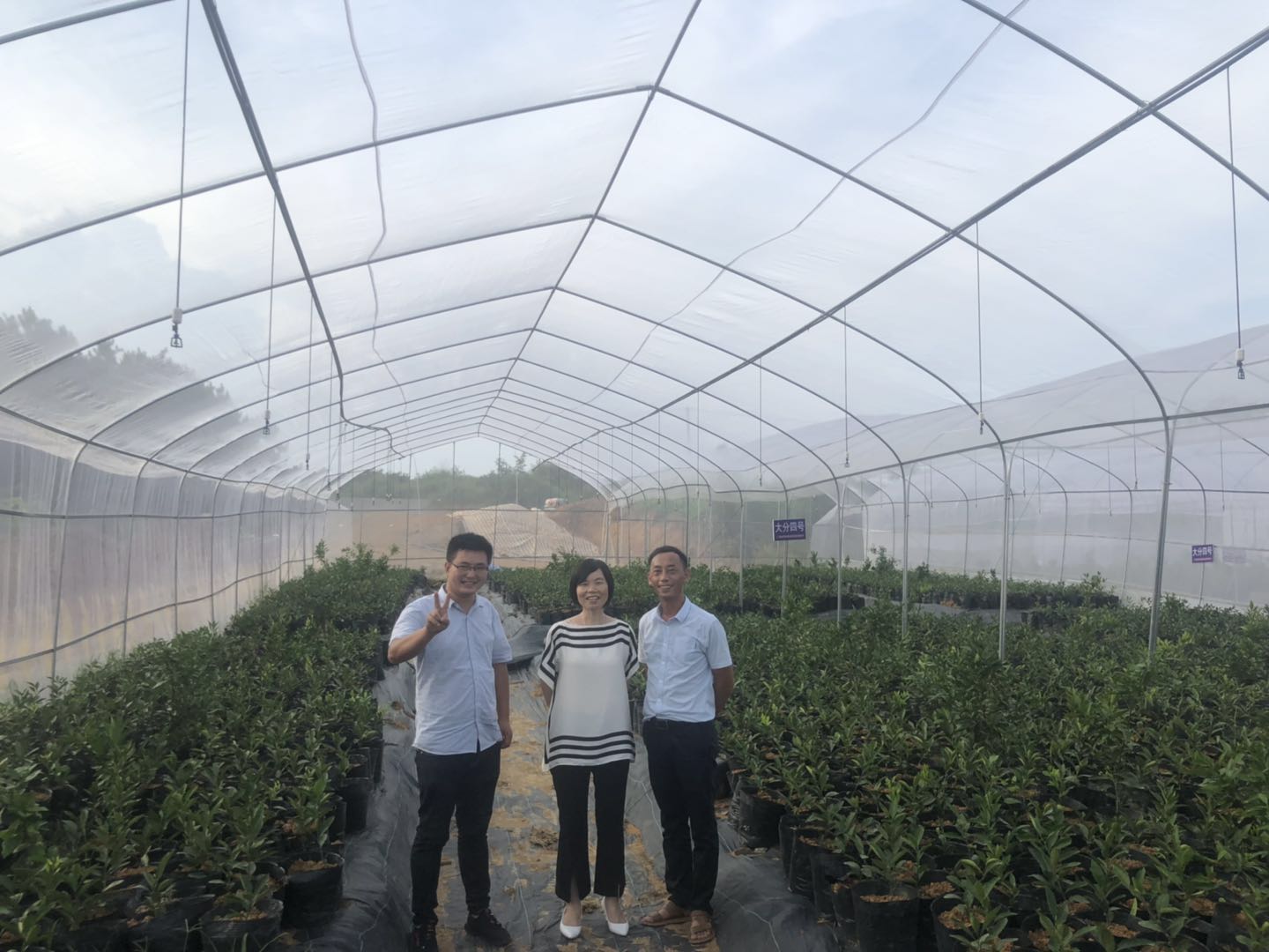 湖南树人农林科技有限公司,湖南柑橘品种销售,中国果树网,常绿果树类哪里好