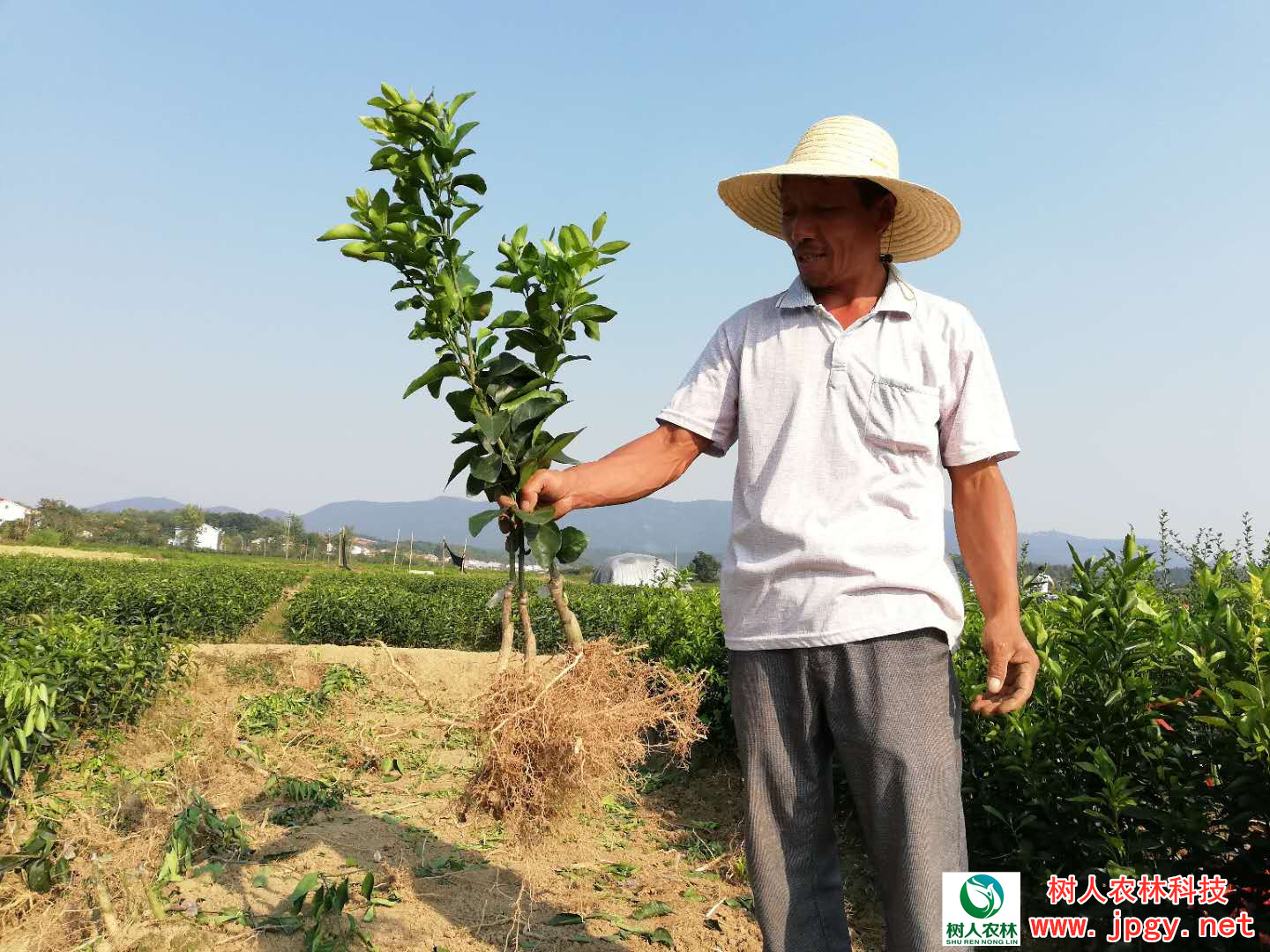湖南树人农林科技有限公司,湖南柑橘品种销售,中国果树网,常绿果树类哪里好
