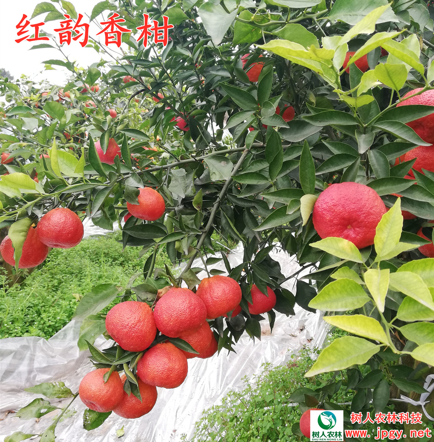 湖南树人农林科技有限公司,湖南柑橘品种销售,中国果树网,常绿果树类哪里好