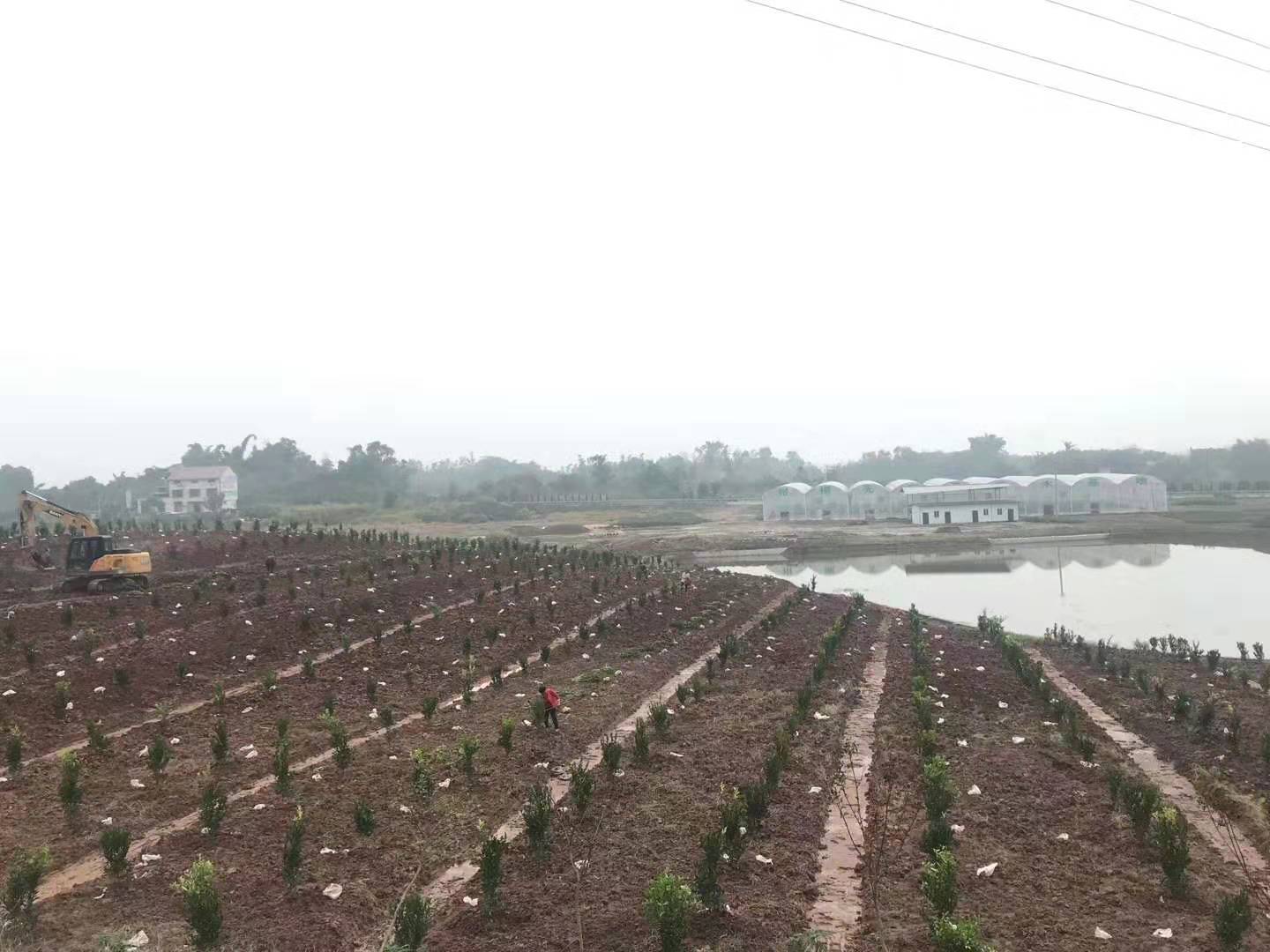 湖南树人农林科技有限公司,湖南柑橘品种销售,中国果树网,常绿果树类哪里好