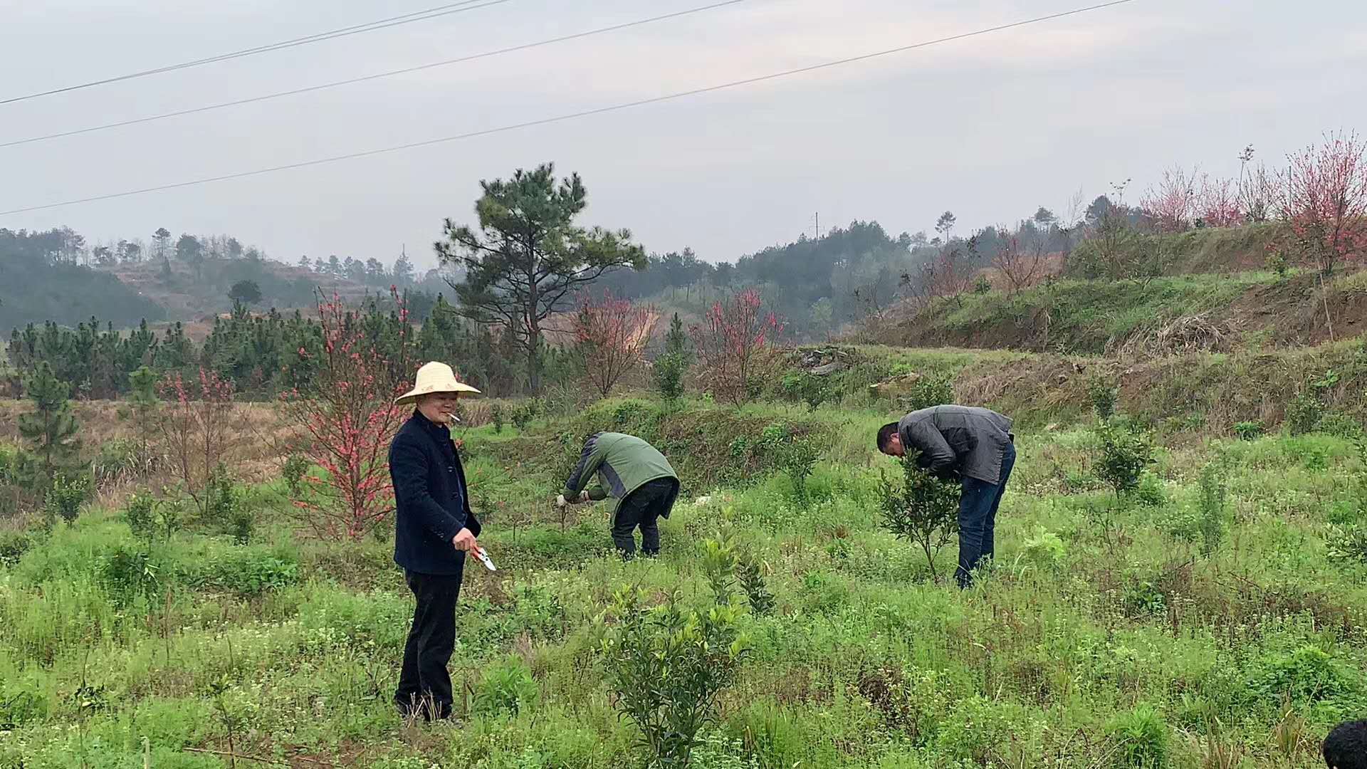湖南树人农林科技有限公司,湖南柑橘品种销售,中国果树网,常绿果树类哪里好