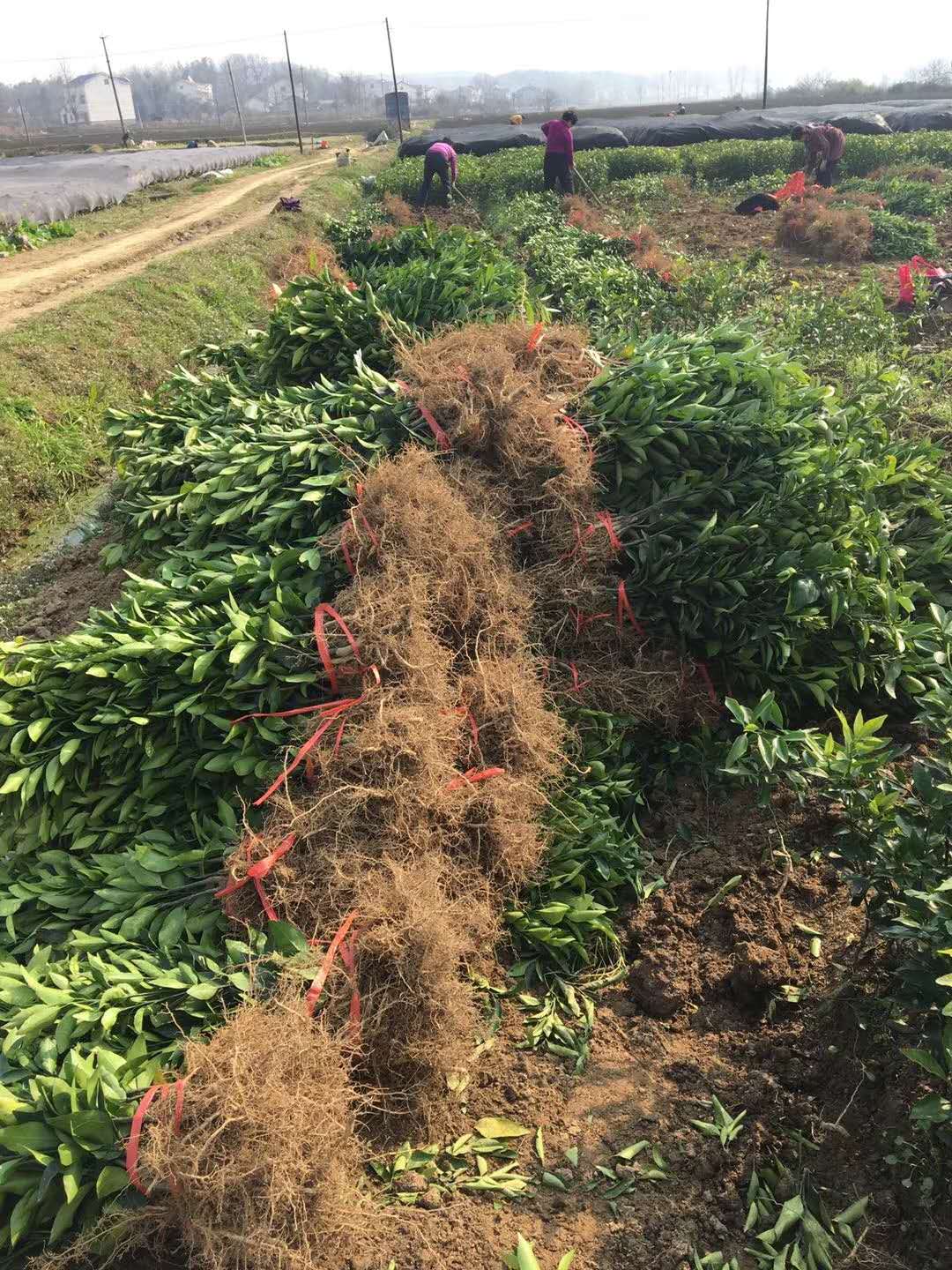 湖南树人农林科技有限公司,湖南柑橘品种销售,中国果树网,常绿果树类哪里好
