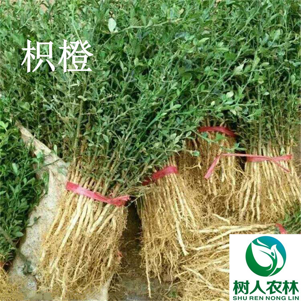 湖南树人农林科技有限公司,湖南柑橘品种销售,中国果树网,常绿果树类哪里好