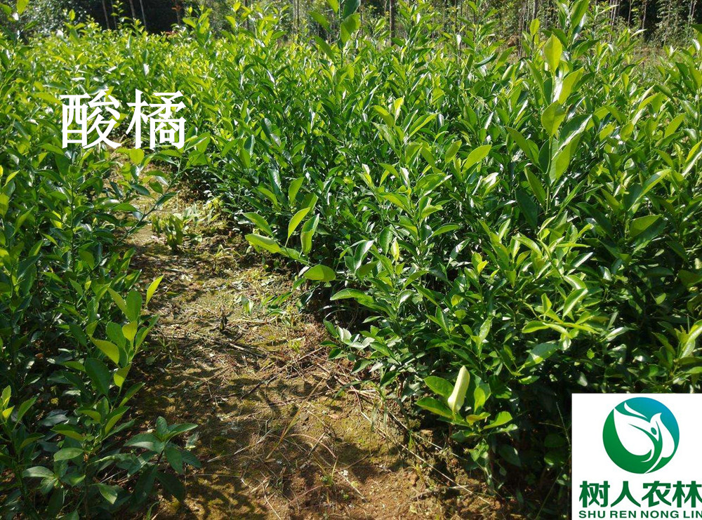 湖南树人农林科技有限公司,湖南柑橘品种销售,中国果树网,常绿果树类哪里好